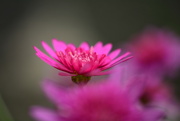 21st Sep 2021 - Pink flower.......