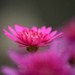 Pink flower....... by ziggy77