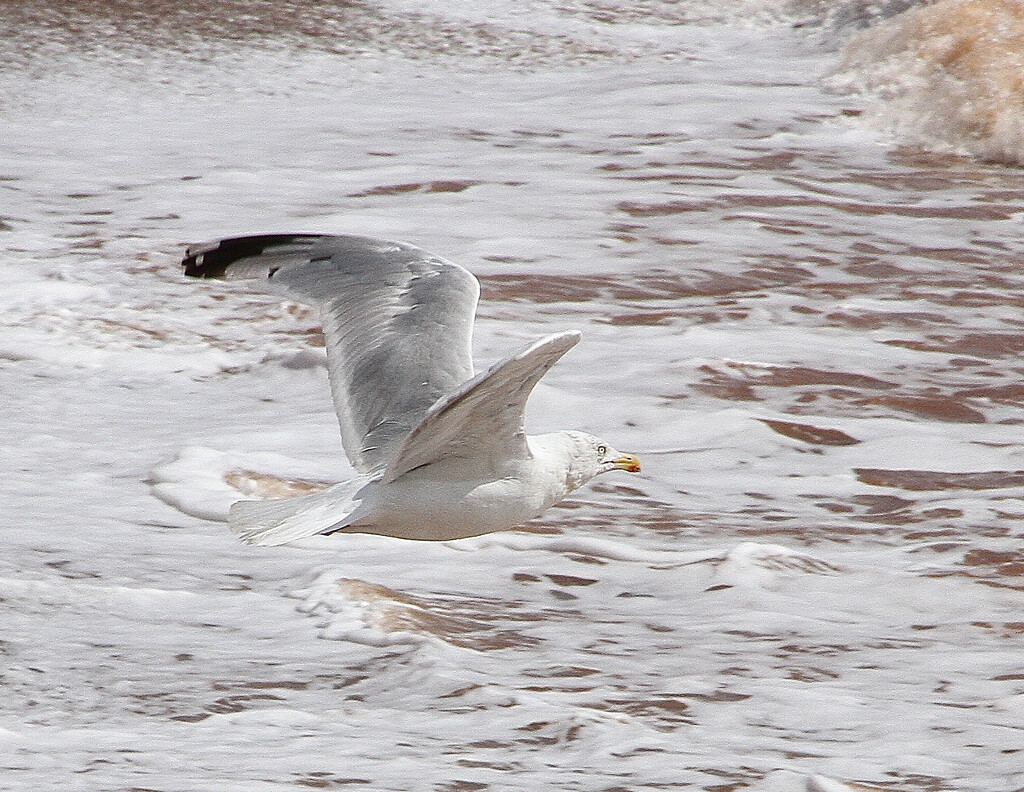 Seagull by bybri