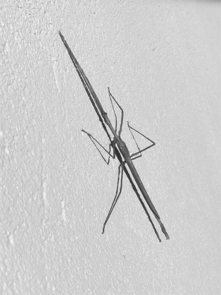 Stick Insect by lmsa