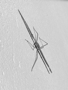 21st Sep 2021 - Stick Insect