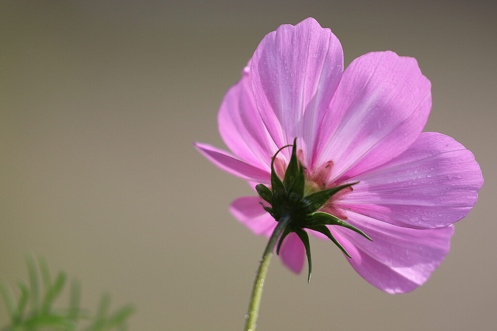 Last of the Pink Cosmos by phil_sandford