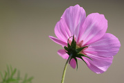 21st Sep 2021 - Last of the Pink Cosmos