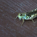 Grasshopper  by jgpittenger