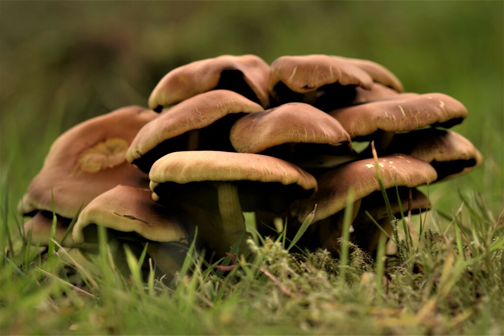 mushroom scrum by christophercox
