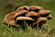 21st Sep 2021 - mushroom scrum