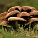 mushroom scrum by christophercox