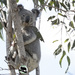 green is in fashion by koalagardens
