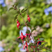 Fuchsia by pcoulson