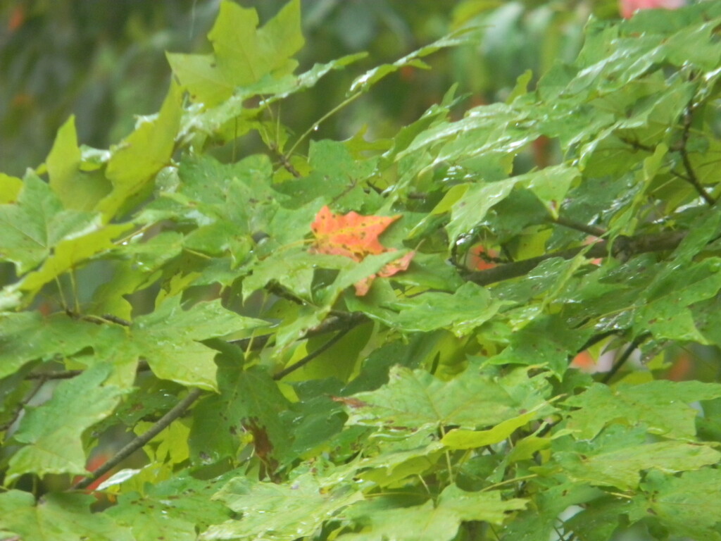 Rainy Maple Leaves by sfeldphotos