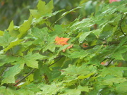 21st Sep 2021 - Rainy Maple Leaves