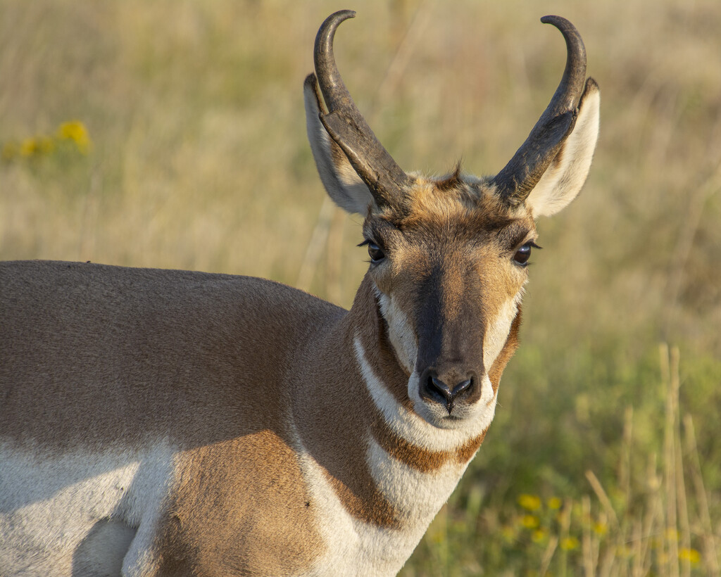 Pronghorn Antelope by cwbill