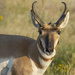 Pronghorn Antelope by cwbill