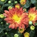 mums by amyk