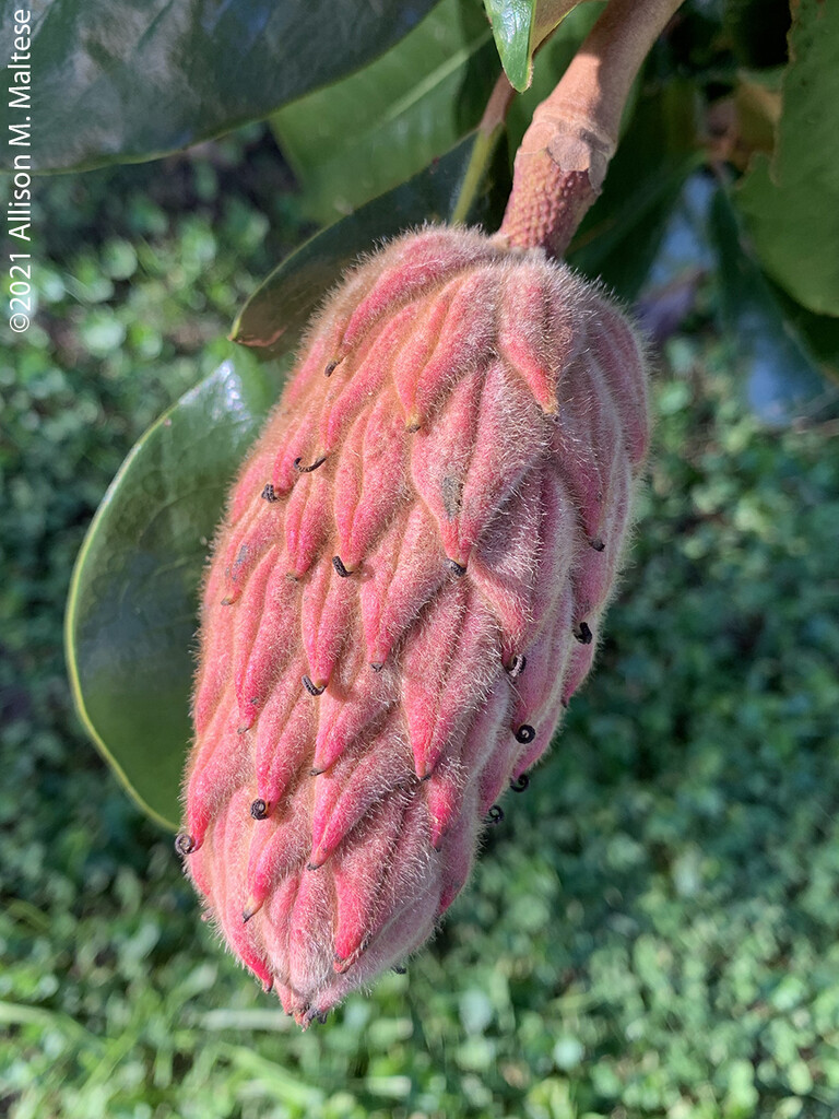 Southern Magnolia Seed Pod  by falcon11