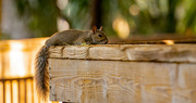 21st Sep 2021 - Relaxed Squirrel!