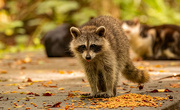21st Sep 2021 - Rocky Raccoon Arrives After the Cat Food is Delivered!