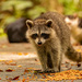 Rocky Raccoon Arrives After the Cat Food is Delivered! by rickster549