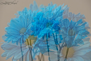 20th Sep 2021 - Turquoise Daisies