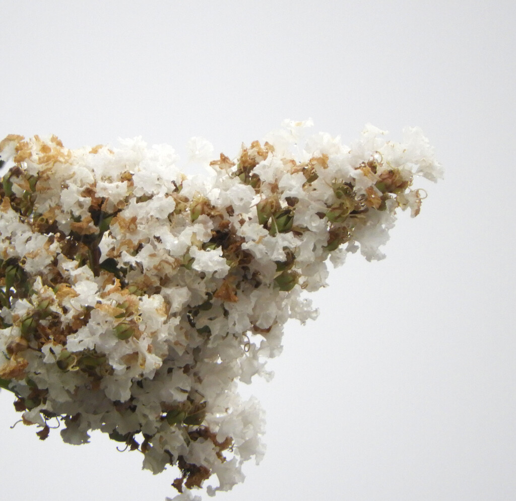 White crepe myrtle on white sky by homeschoolmom