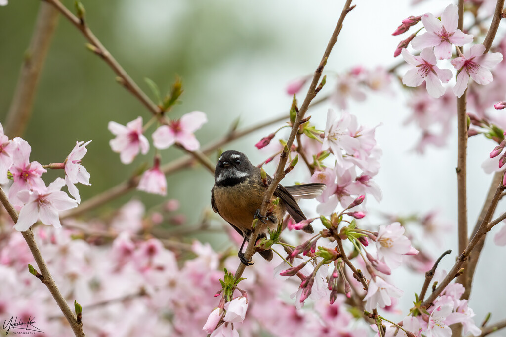 Fantail and cherry blossom by yorkshirekiwi
