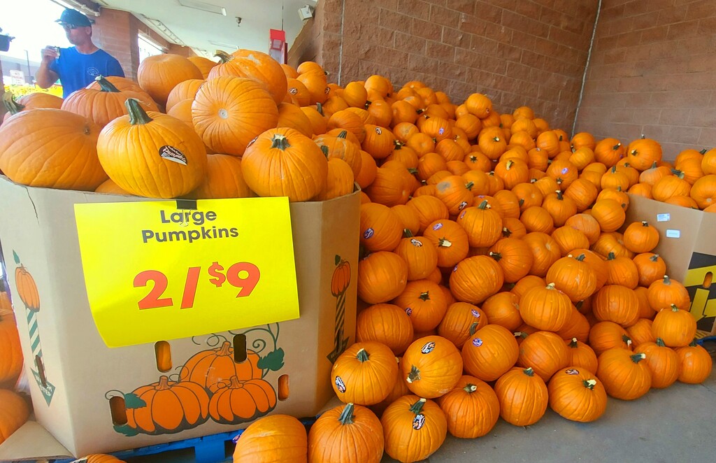 Tons of Pumpkins by harbie