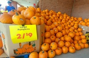 19th Sep 2021 - Tons of Pumpkins