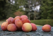22nd Sep 2021 - The Last Plums of Summer