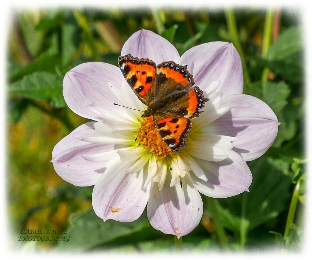 Small Toetoiseshell Butterfly by carolmw