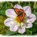 Small Toetoiseshell Butterfly by carolmw