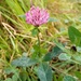 Autumn.. clover by 365projectorgjoworboys