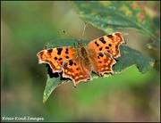 22nd Sep 2021 - Comma