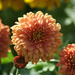Chrysanthemum by 365projectmaxine