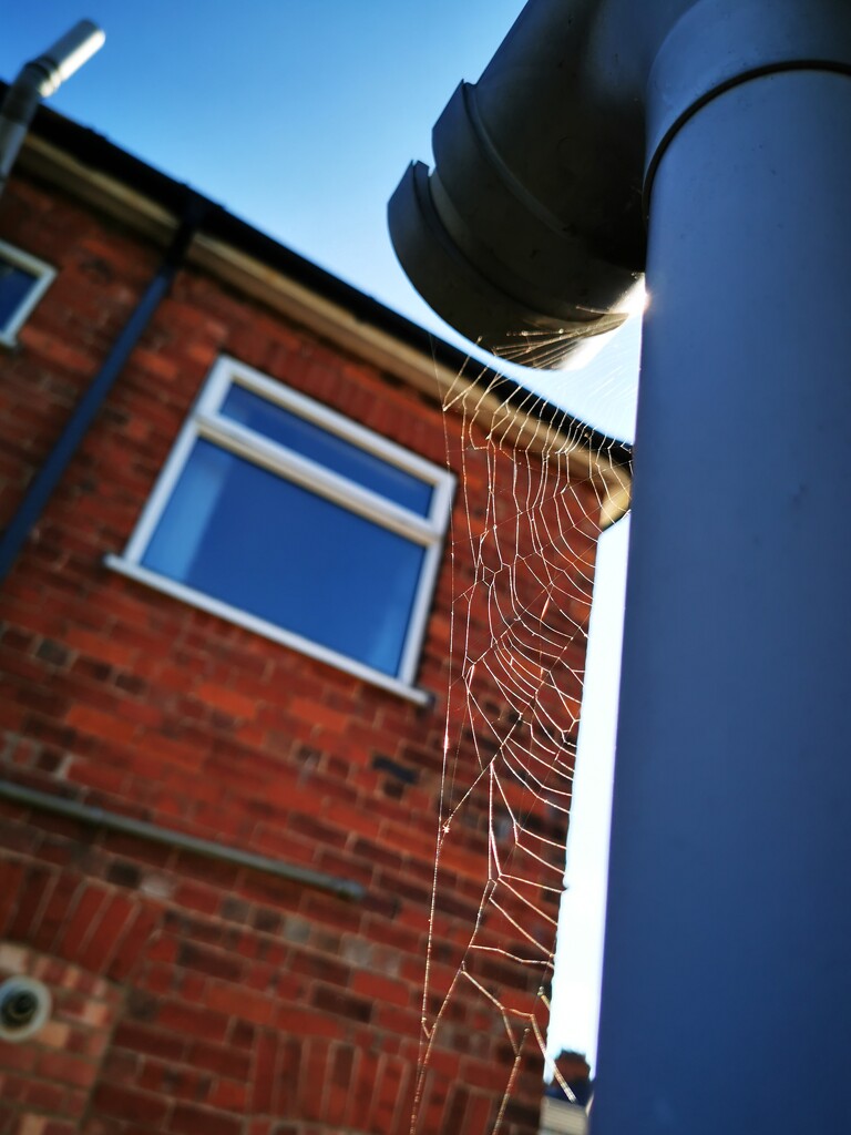 Spider's Web by plainjaneandnononsense