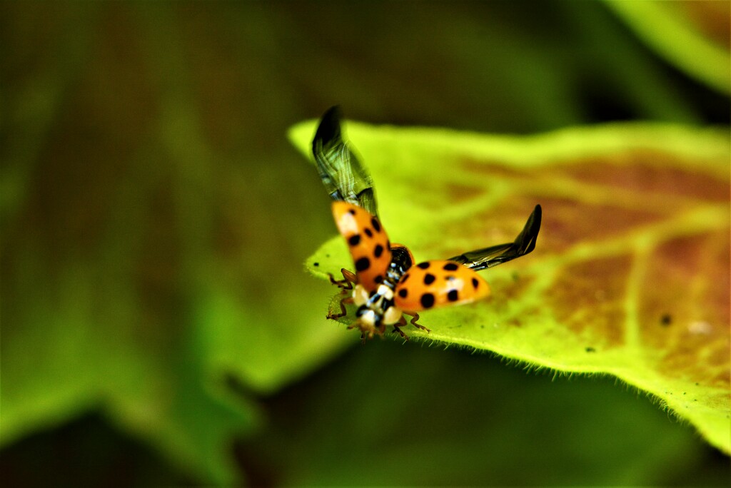 Ladybird takeoff..... by ziggy77