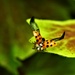 Ladybird takeoff..... by ziggy77