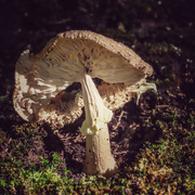 19th Sep 2021 - Mushroom