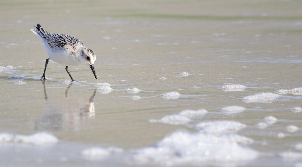Sanderling by lifeat60degrees