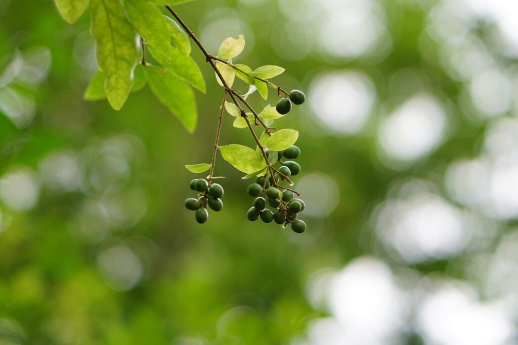 green berries and bokeh by quietpurplehaze