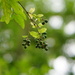 green berries and bokeh by quietpurplehaze