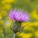 Field Thistle by k9photo