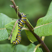 17th Sep 2021 - Caterpillar