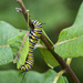 Caterpillar by k9photo