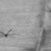 crane flies at the skate park by helenhall