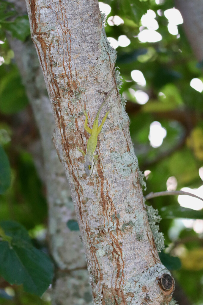 Same lizard, different day! by lisasavill