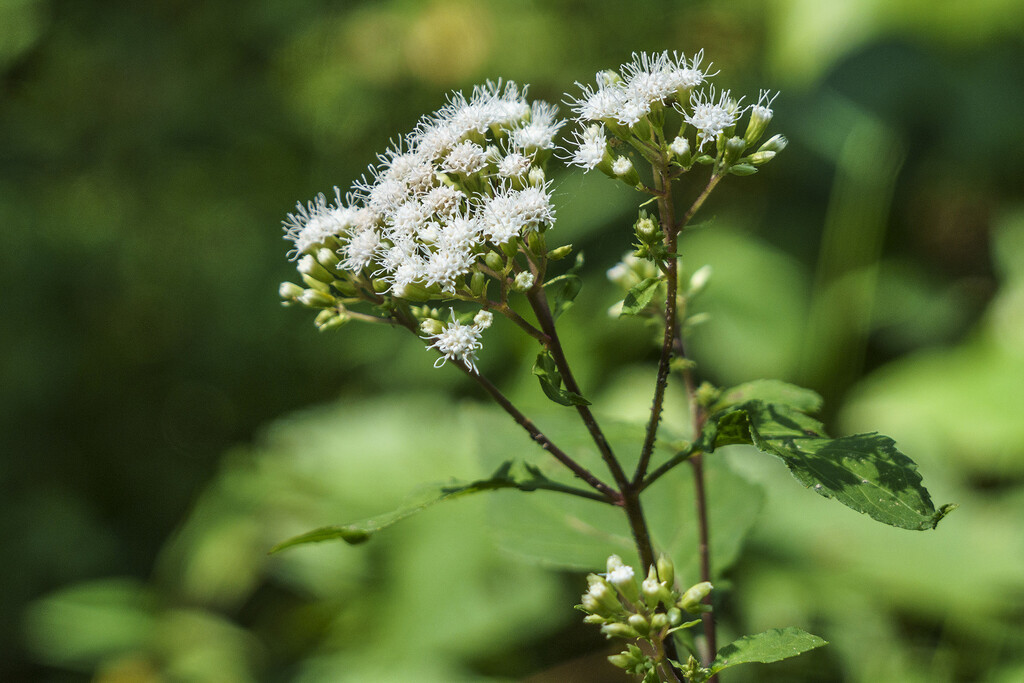 White Snakeroot by k9photo
