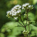 White Snakeroot by k9photo
