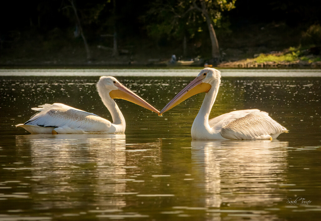 I ❤️ Pelicans by samae