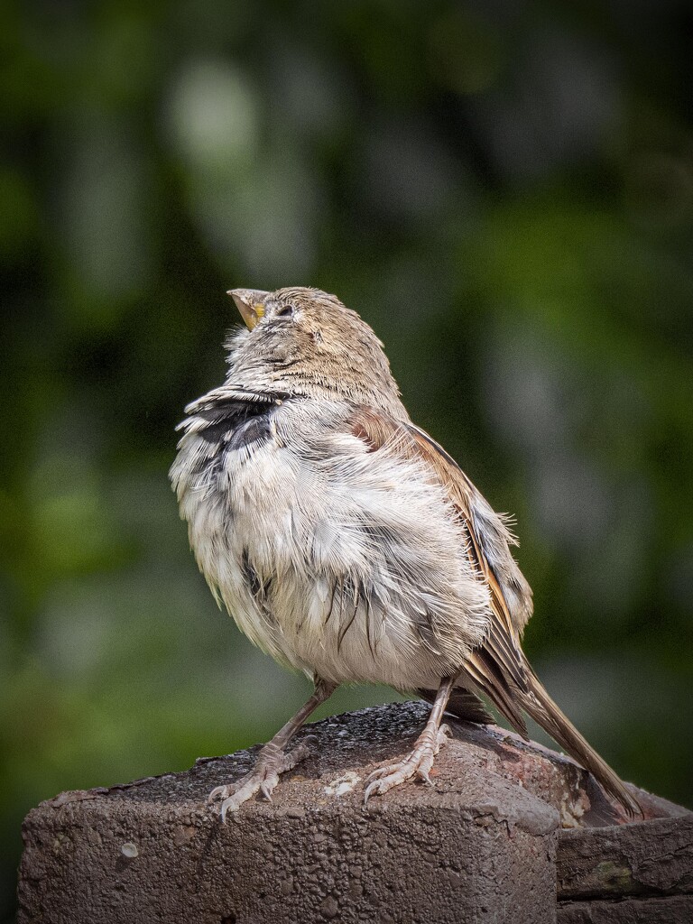 Sparrow. by gamelee