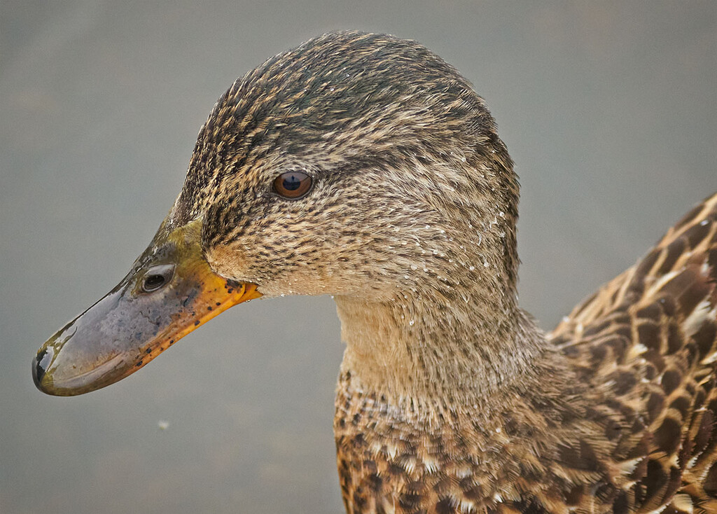 In a Duck's Eye by gardencat